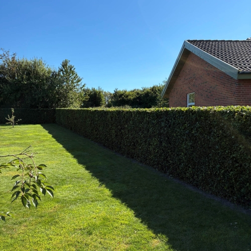 Hækklipning udført af erfaren fagmand