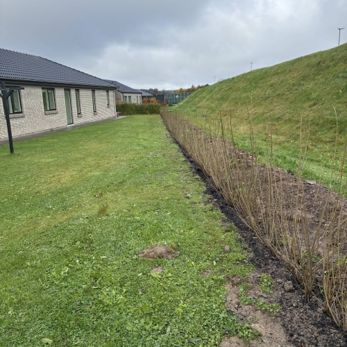 Velholdt have efter hækklipning