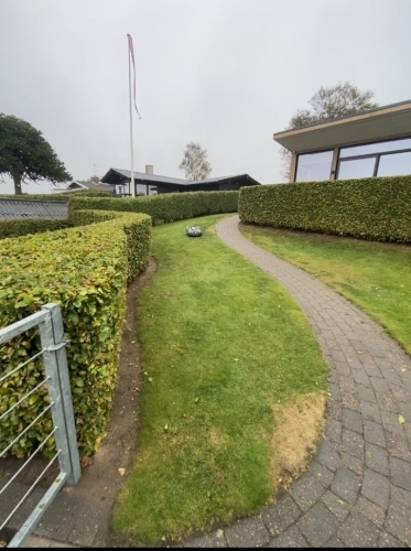 Hækklipning